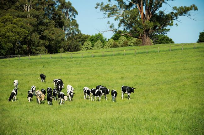 澳洲网红鲜奶SingleEstate双十一入驻苏宁小店,系全国首家引进