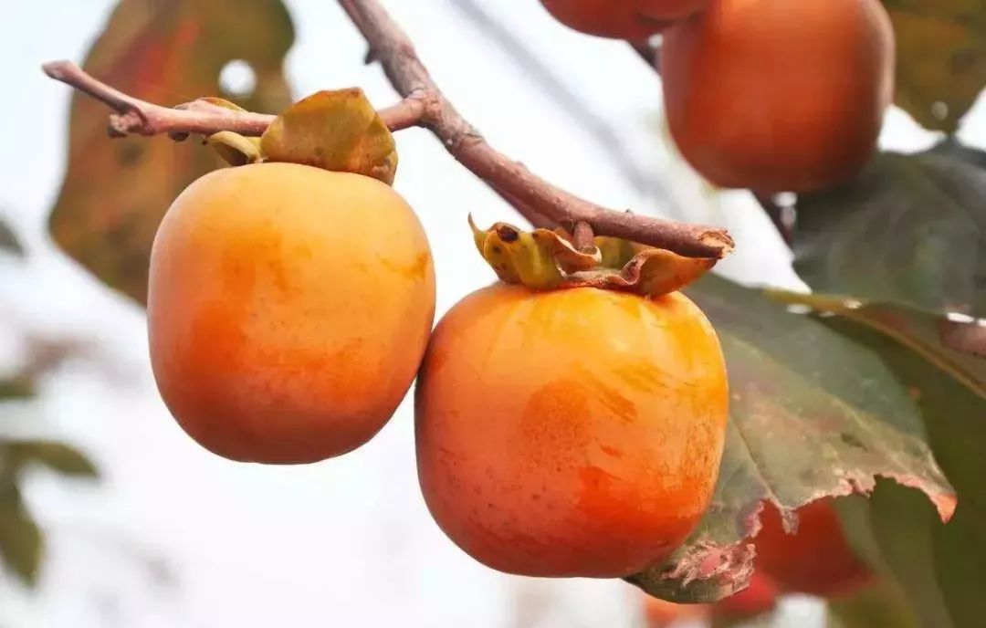 辟谣｜秋意凉，“谣言”盛，关于蟹的谣言，你可曾入“坑”？