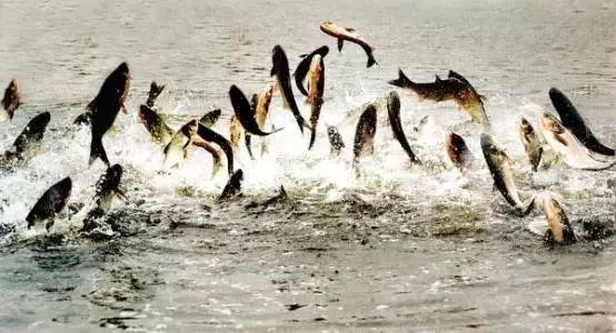 魅力中国城崇左vs大足视频,魅力中国城让你知道