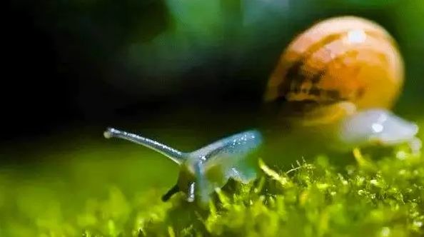 抗氧化修护面霜,修复维稳抗老大牌精华和面霜