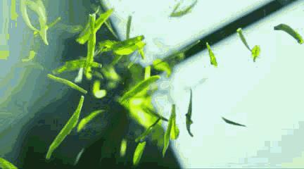 龙井茶每日一茶,龙井茶一天中最佳饮茶时间