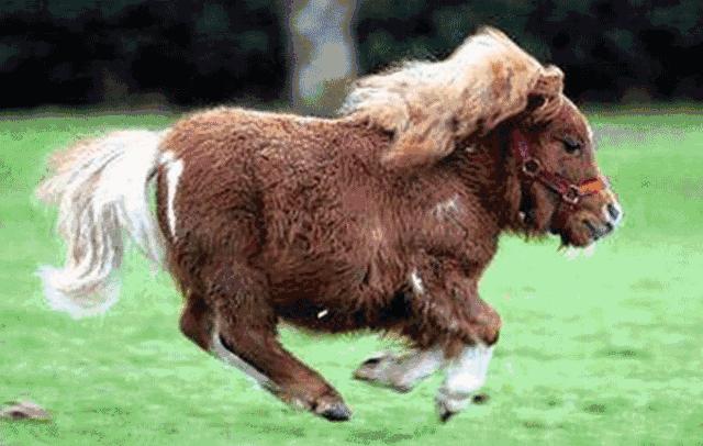 神奇动物巡展,昌吉环宇邻里中心