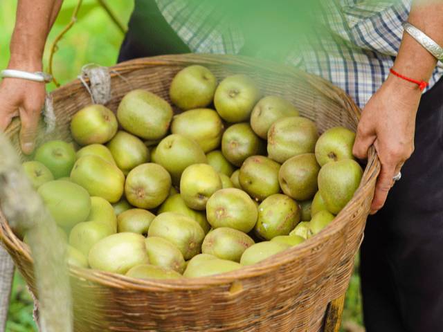 好甜的红心猕猴桃,野生猕猴桃好甜