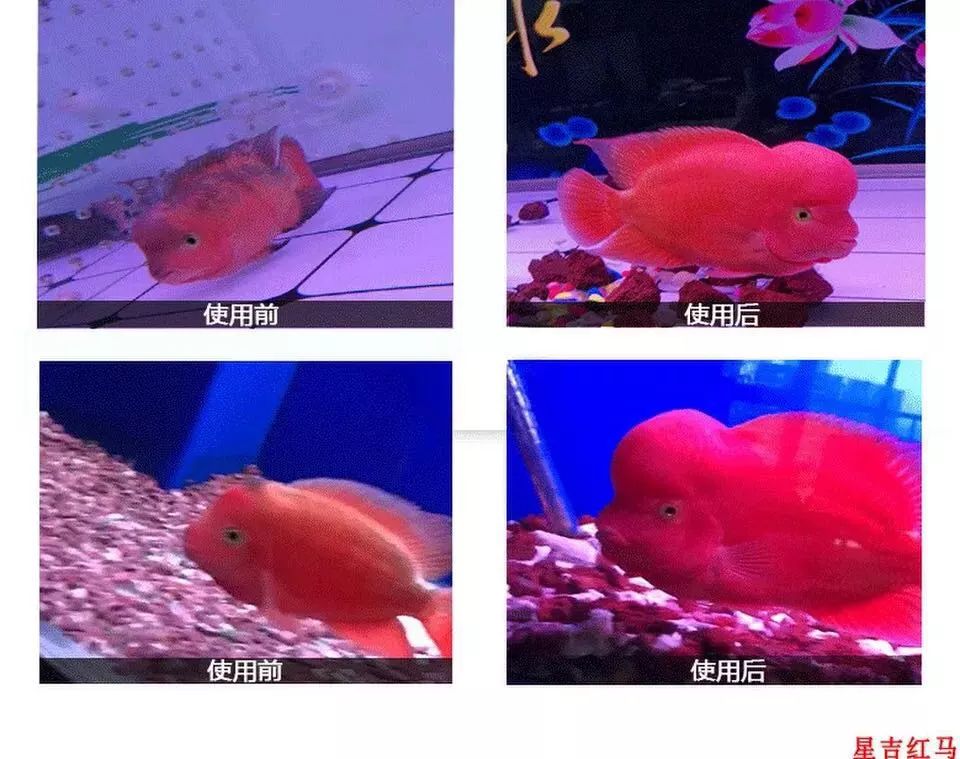 养殖罗非要多久,养殖罗非要几个月