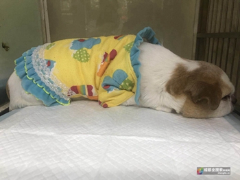 流浪狗吉娃娃肿得像兔子成都市民、宠物医院爱心救治