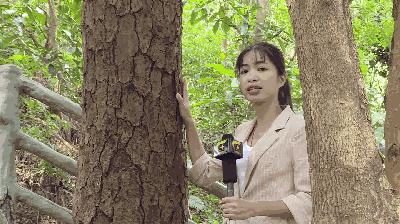 鏃╁畨鏈濋椈澶╀笅,鏃╁畨鏌冲窞