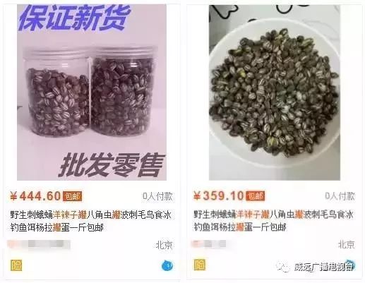 身价暴涨！威远农村这东西竟然卖300一斤？目前满地都是！