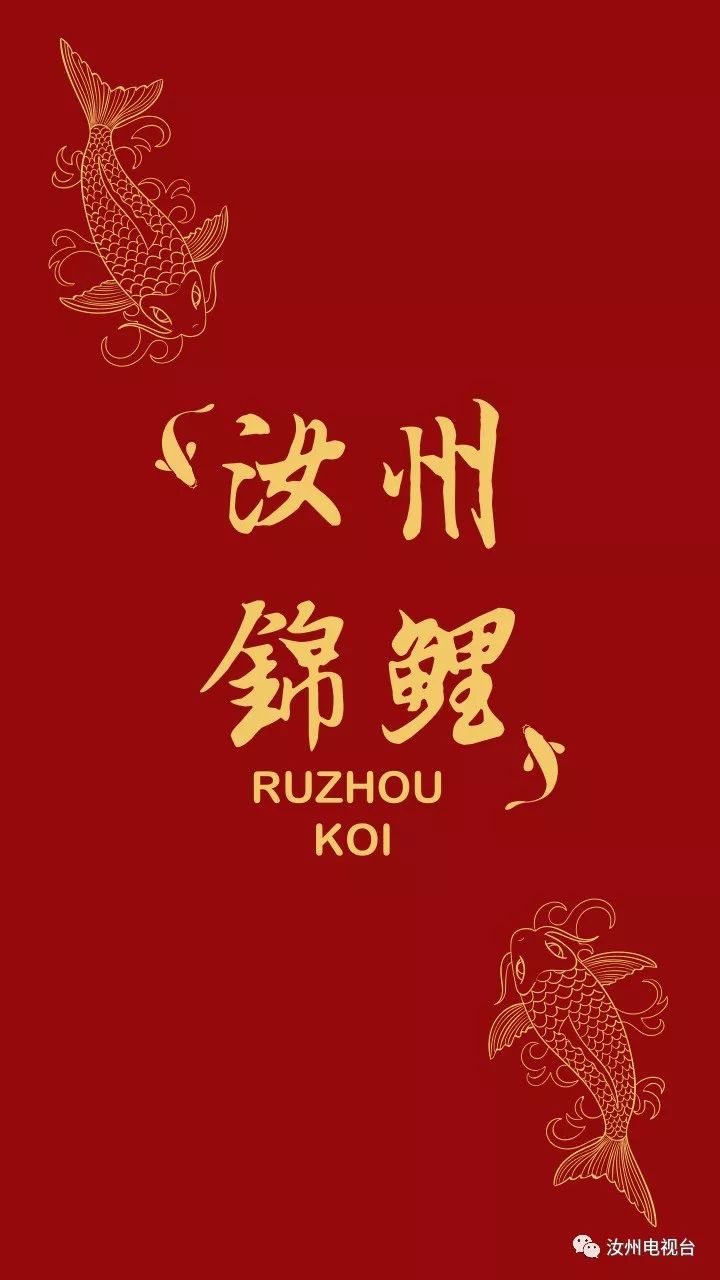 寻找锦鲤活动,寻找汝州锦鲤