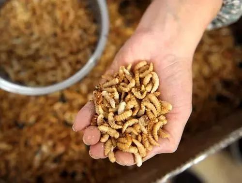 科普丨「农业科技」虫子界的这种“吃货”，吃进废弃物，拉出财富！给循环农业帮大忙