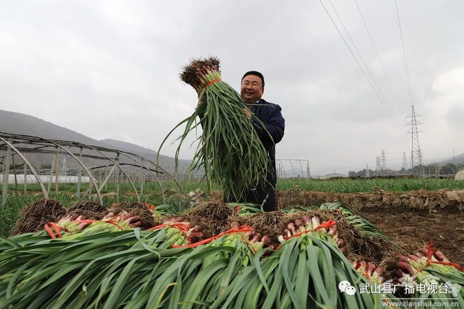 武山县的蒜苗今年价格,武山郭家庄大丰收挖蒜苗