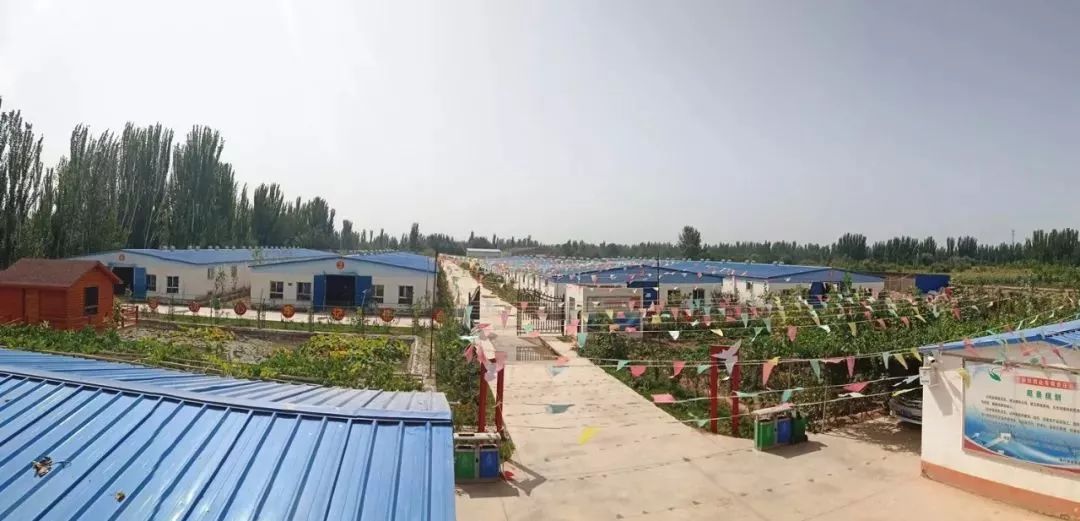 扶贫鸽,扶贫鸽子托起群众致富梦