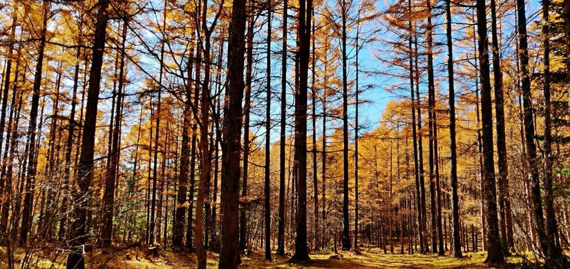 汪清直播外景,汪清户外直播
