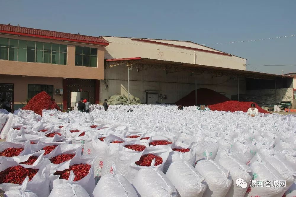 临颍王岗镇中国辣椒第一镇,临颍县辣椒基地