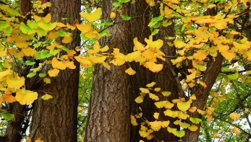 春雨枝头密似鳞，秋风树下落成金——秋日银杏（上）