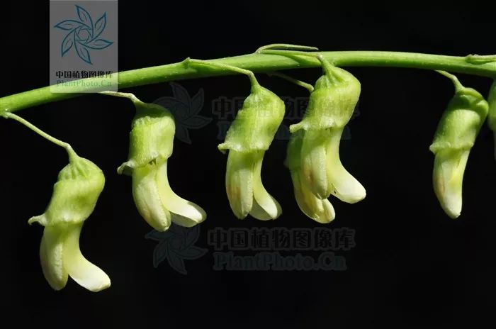 「本草驿站」带你认识不一样的“参”——苦参