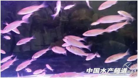 龙王鱼要多少钱一斤,龙王鱼慈鲷价格