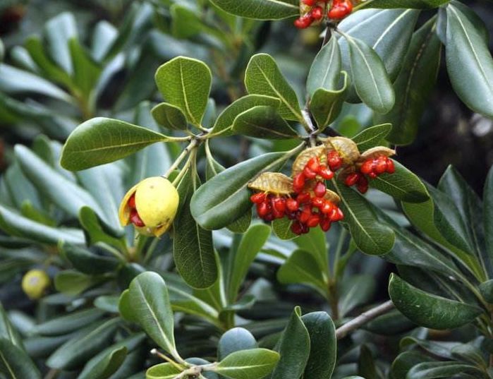 植物图鉴城市常见景观树,路边常见的植物