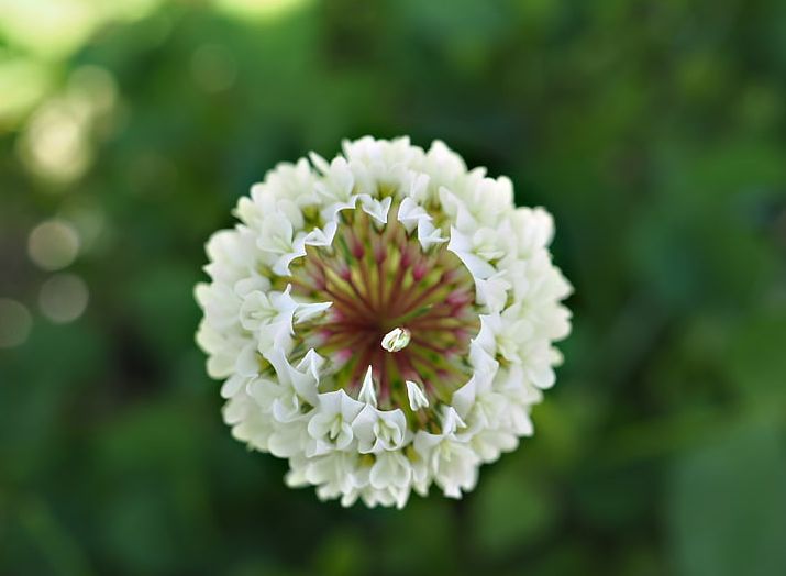 植物图鉴城市常见景观树,路边常见的植物