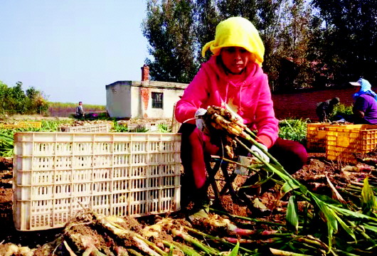 平度蟠桃大姜迎来丰收季,平度蟠桃大姜品种