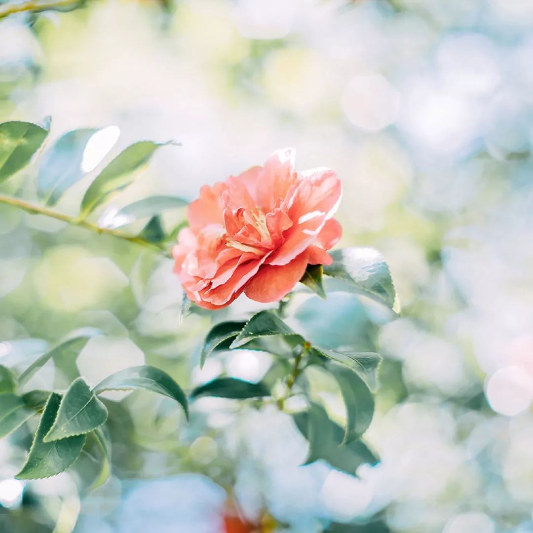 日系清新拍照参考,拍小清新日系照