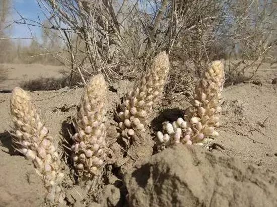 和田到底有多好？这篇文章告诉你