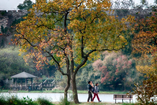南京最美赏秋地点,南京赏秋之旅