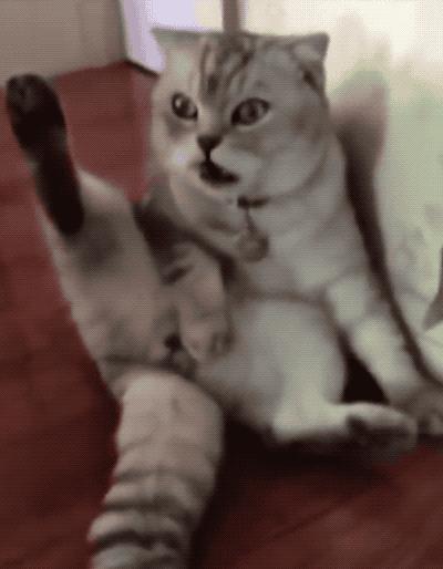 猫咪呜呜呜的叫是什么意思,猫咪呜呜呜的跑来跑去