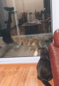 我的简历优势怎么写,我的简历该如何写