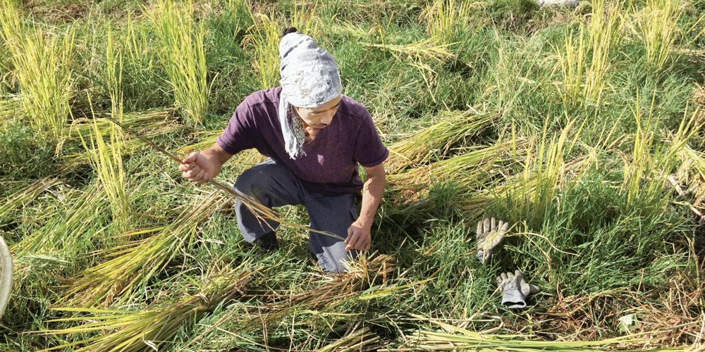 这个年轻人不上班不买房，在大理种地7年，生活过成了这样……