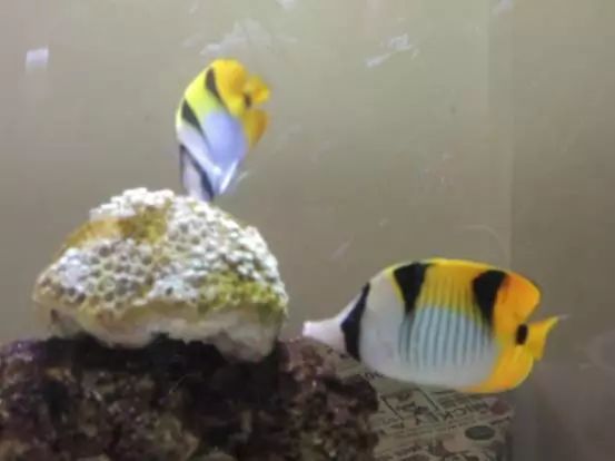 海水鱼小白点病物理治疗,海水鱼白点病怎么快速治疗