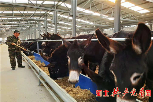 阳原小毛驴产业 (阳原小毛驴养殖)