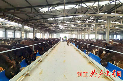 阳原小毛驴视频 (阳原小毛驴怎么样)