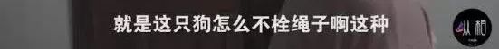 史上最严养狗令：早7点到晚22点禁止遛狗！网友吵翻了……