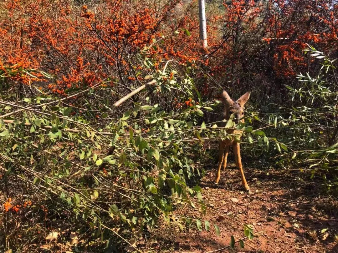 为啥救助狍子要捂眼睛,你们救过的小动物来报恩了吗