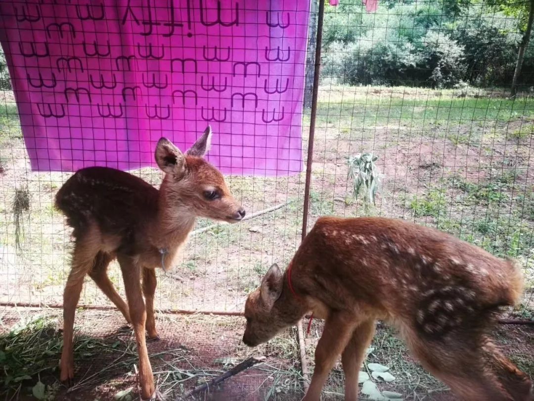 为啥救助狍子要捂眼睛,你们救过的小动物来报恩了吗