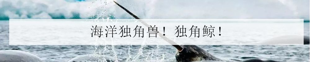 海水小百科—人字蝶