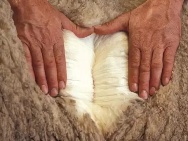 双11直降|100%澳洲进口细羊毛,防尘抗螨,吸湿排汗,每天都像睡在云朵里