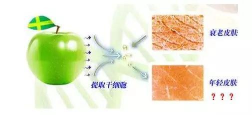 干细胞医美是骗局吗,干细胞护肤是骗局揭秘