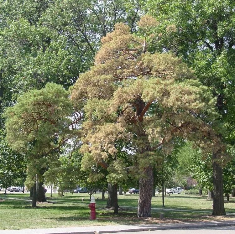松材线虫病的防治措施有哪些,松材线虫病防控知识大全