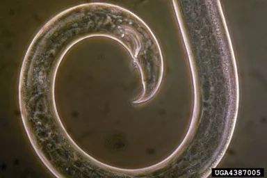 松材线虫病如何防治和处理,松材线虫病防治方法