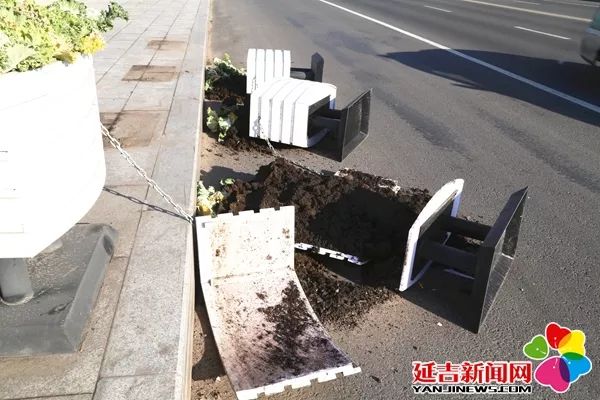 延吉街头鲜花被偷留下刺眼的“伤疤”