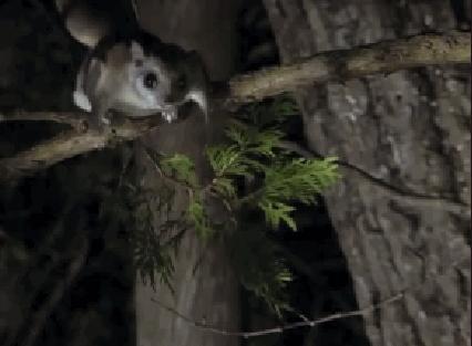 宠物土拨鼠有没有狂犬病,老鼠会传染给宠物狂犬病吗