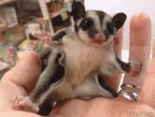 宠物土拨鼠有没有狂犬病,老鼠会传染给宠物狂犬病吗