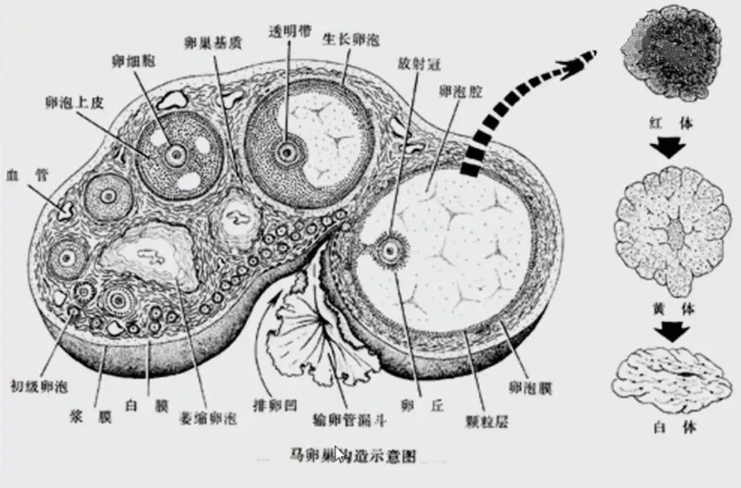 马匹解剖学视频教程,马匹解剖学基础特征