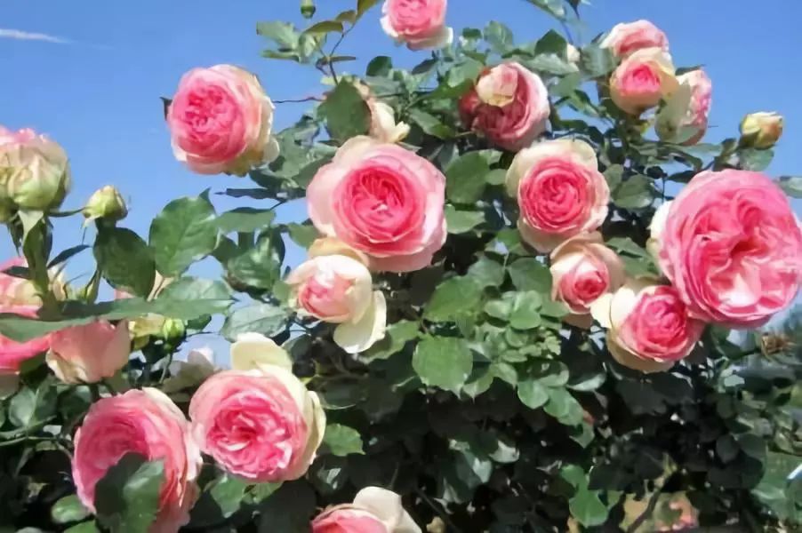 怎样才能让藤本月季快速成为花墙,做花墙最好的藤本月季品种