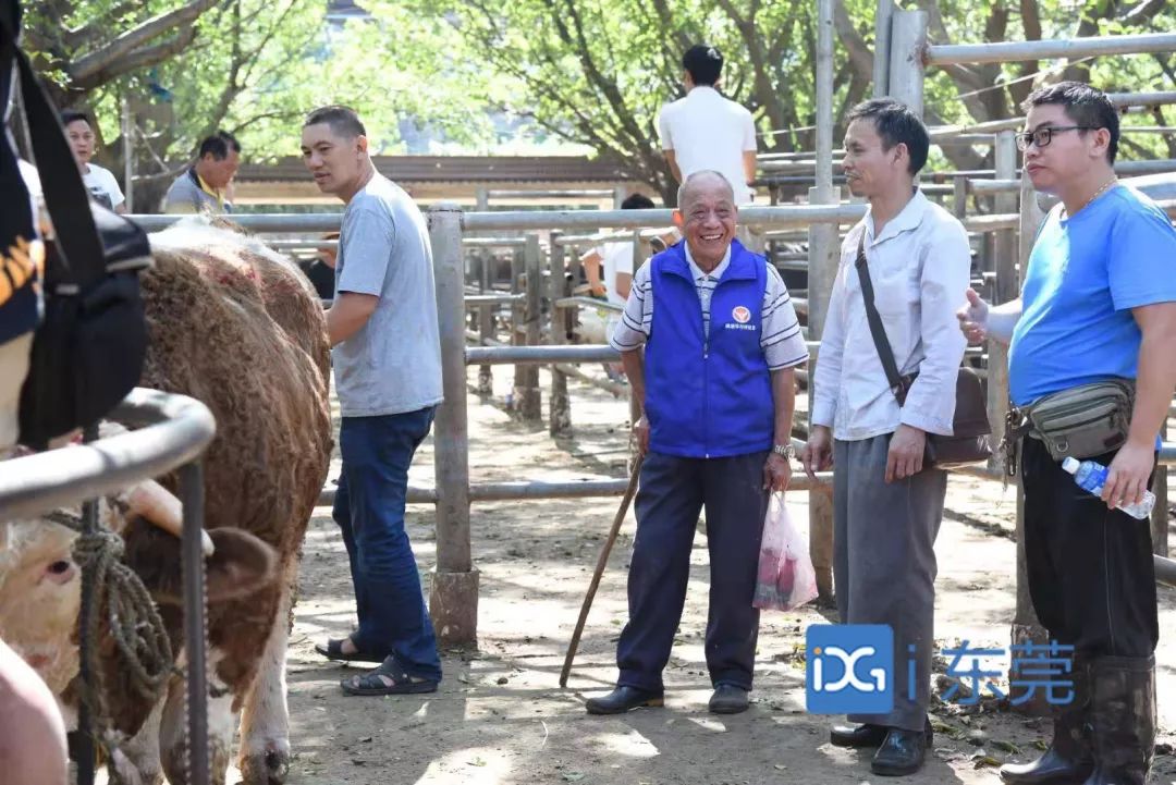 相牛78载！东莞有个金牌“牛经纪”！央视聚焦，看东莞百年牛墟魅力