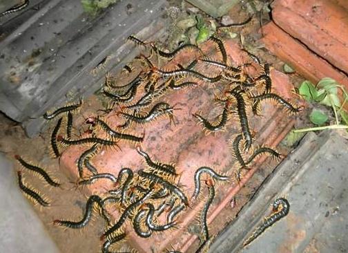 养蜈蚣年入60万,养100万条蜈蚣投入多少钱