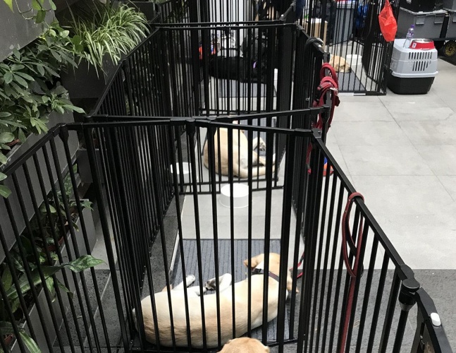 任达华和导盲犬的电影叫什么名字,导盲犬小q任达华为什么没有回来