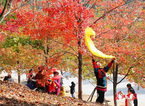 东湖水杉林武汉最美的秋色,航拍武汉风景