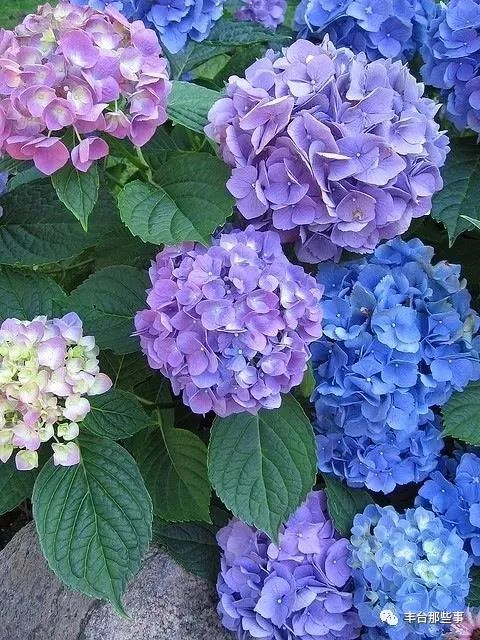 什么花有毒不能放在卧室里面呢,一帆风顺的花有毒吗适合卧室养吗